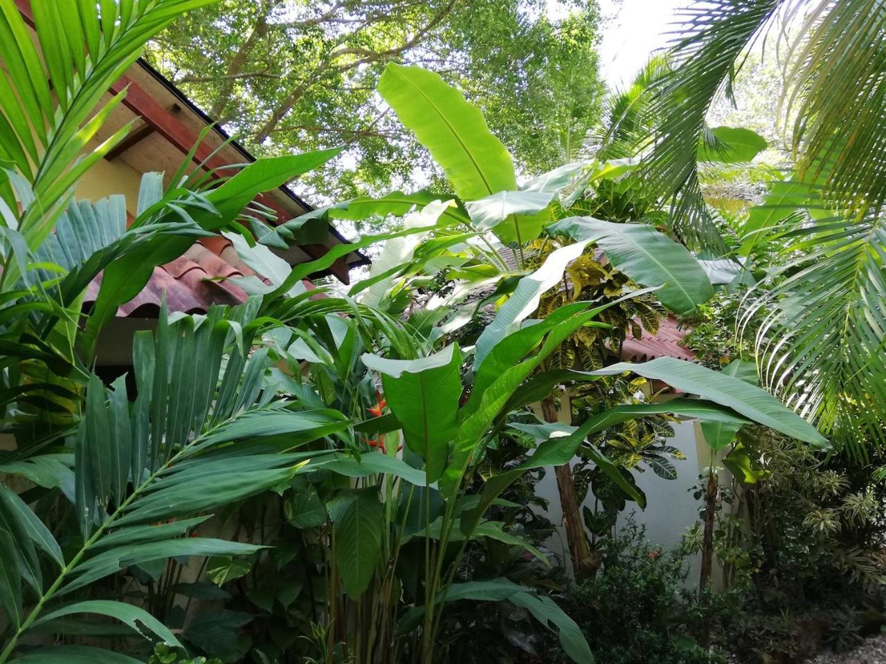 Funky Monkey Lodge Playa Santa Teresa  ภายนอก รูปภาพ